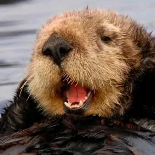 😲 emoji 🦦Otters by @mackerelsticker Telegram sticker 5 of 70