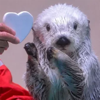 ❤️ emoji 🦦Otters by @mackerelsticker Telegram sticker 19 of 70