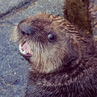 Sticker from 🦦Otters by @mackerelsticker