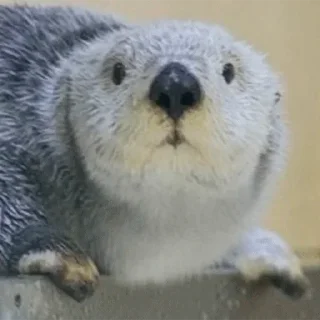 😡 emoji 🦦Otters by @mackerelsticker Telegram sticker 21 of 70
