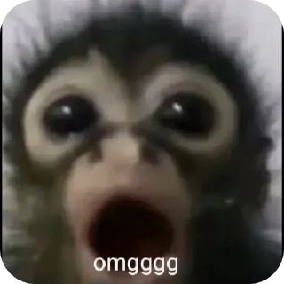 Sticker from обезьянки 🐒