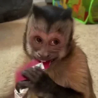 Sticker from обезьянки 🐒