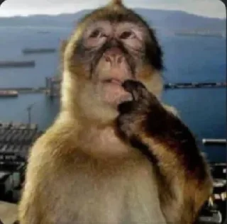 Sticker from обезьянки