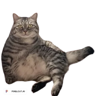 Sticker from Коты аристократы
