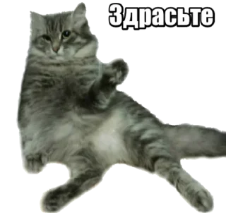 Sticker from Forty cats @stickersb2b