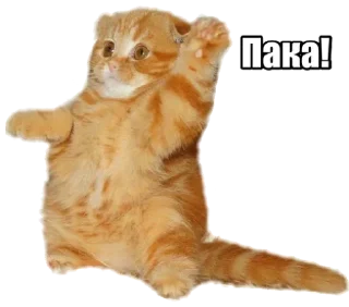 Sticker from Forty cats @stickersb2b