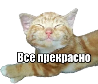 Sticker from Forty cats @stickersb2b