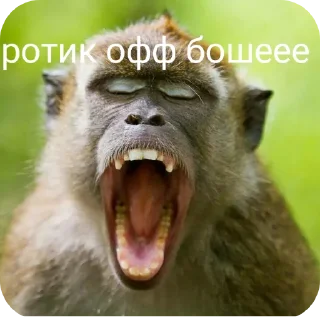 Sticker from Макаки пан
