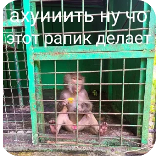 Sticker from Макаки пан
