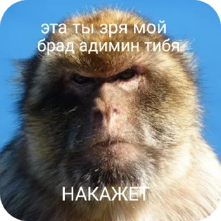 Sticker from Макаки пан