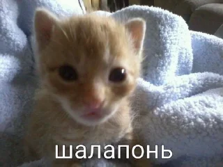Sticker from kissa