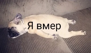 Sticker from Я ебу собак