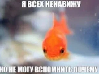Sticker from я люблю собак