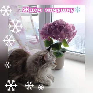 🌟 emoji Сися 2 Telegram sticker 4 of 97