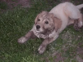 Sticker from dogs.