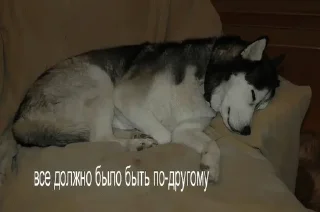 Sticker from dogs.