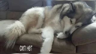 Sticker from dogs.
