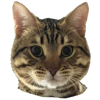 Sticker from 99 БАЛЛОВ