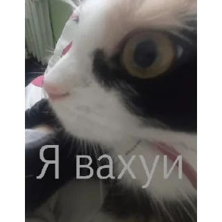 Sticker from Алиса