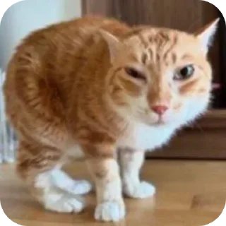 🐱 emoji Обычни Telegram sticker 2 of 111