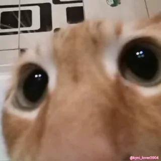 👀 emoji Обычни Telegram sticker 10 of 111