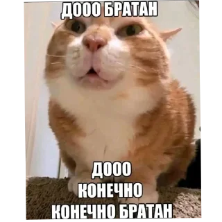 🐱 emoji Обычни Telegram sticker 5 of 111