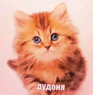 Sticker from Random