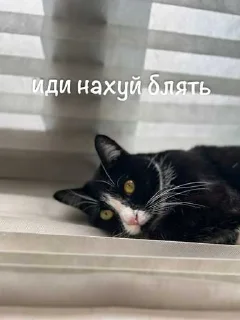 🥹 emoji агро элисочек ➡️ @Ctikerubot Telegram sticker 5 of 43