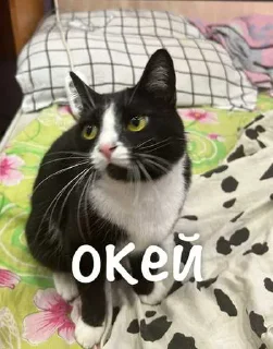 Sticker from агро элисочек ➡️ @Ctikerubot