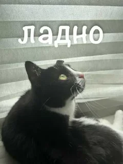 😜 emoji агро элисочек ➡️ @Ctikerubot Telegram sticker 7 of 43