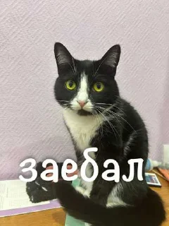 😏 emoji агро элисочек ➡️ @Ctikerubot Telegram sticker 9 of 43
