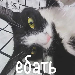 😍 emoji агро элисочек ➡️ @Ctikerubot Telegram sticker 17 of 43