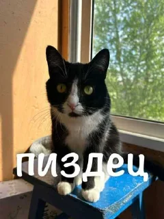 😭 emoji агро элисочек ➡️ @Ctikerubot Telegram sticker 12 of 43