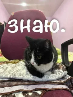 😁 emoji агро элисочек ➡️ @Ctikerubot Telegram sticker 24 of 43