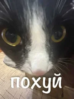 😜 emoji агро элисочек ➡️ @Ctikerubot Telegram sticker 15 of 43
