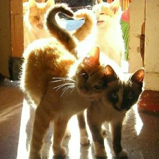 Sticker from котята