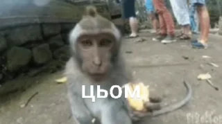 Sticker from бібізяни