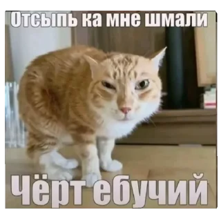 🐱 emoji 🚬 @fStikBot Telegram sticker 21 of 31