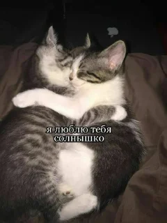 Sticker from ~_Cat love_~