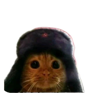 🐱 emoji Ждём тебя в @Kotitube Telegram sticker 1 of 82