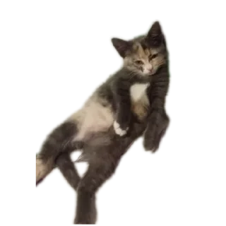 Sticker from Кошка Анэт и Василий