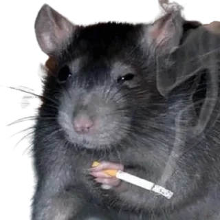 🐁 emoji slay — @stckrRobot Telegram sticker 23 of 115