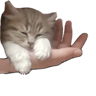 🐱 emoji Жизненная жизнь Telegram sticker 22 of 27