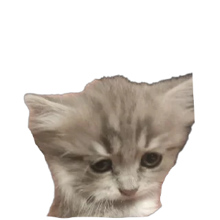 🐱 emoji Жизненная жизнь Telegram sticker 19 of 27