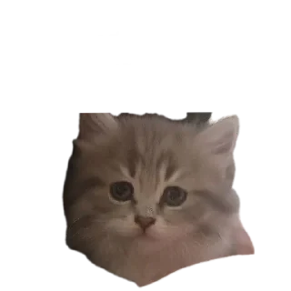 🐱 emoji Жизненная жизнь Telegram sticker 20 of 27