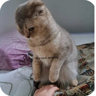 Sticker from Вася @tgfonts_bot