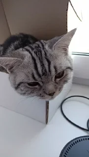 Sticker from Чтоо??