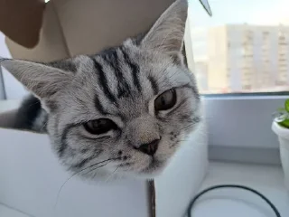 Sticker from Чтоо??