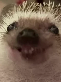 🦔 emoji Video Favorite stickers Telegram sticker 9 of 13