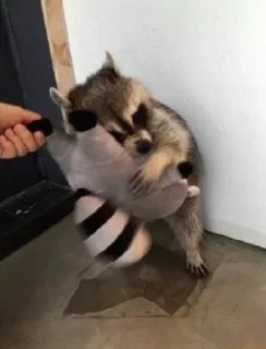 Sticker from raccoon